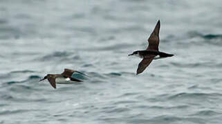 Manx Shearwater