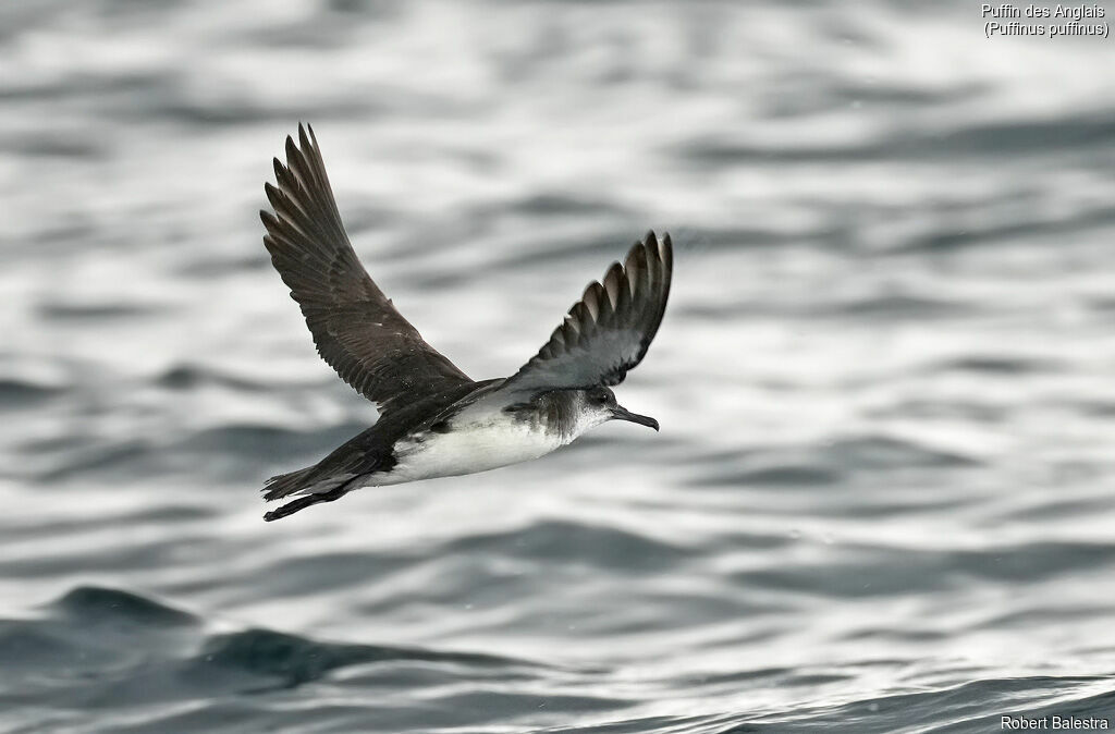 Puffin des Anglais