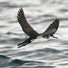 Puffin des Anglais