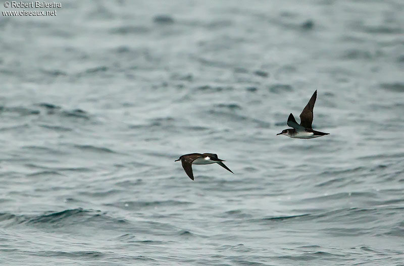 Manx Shearwater