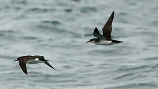 Manx Shearwater