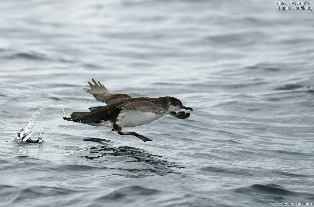Puffin des Anglais