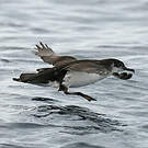 Puffin des Anglais