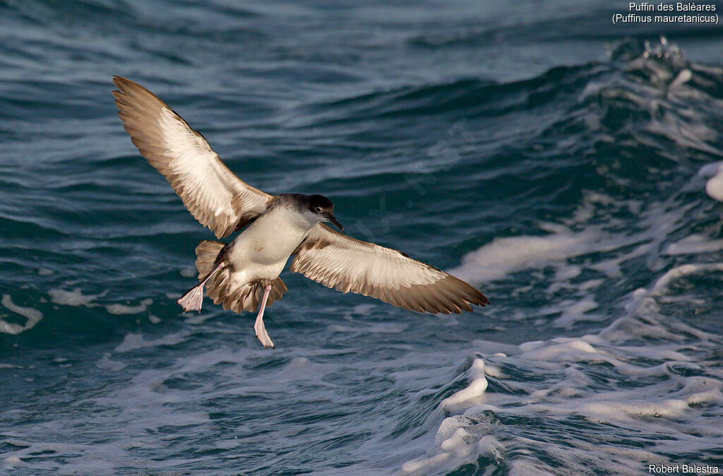 Puffin des Baléares