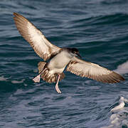 Balearic Shearwater