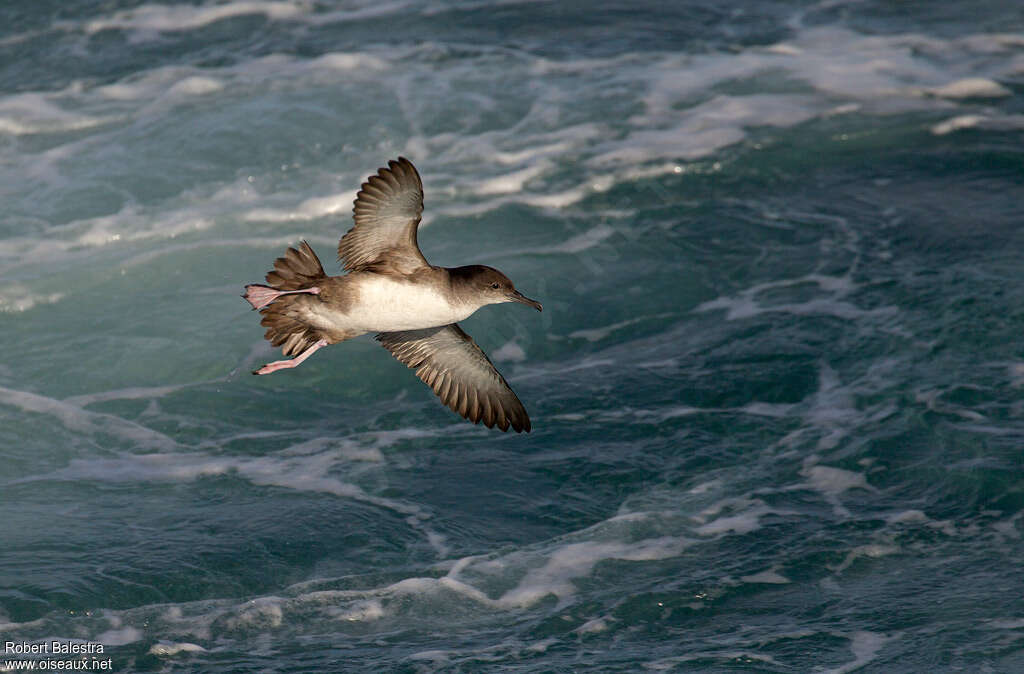 Balearic Shearwateradult, habitat, pigmentation