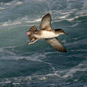 Balearic Shearwater