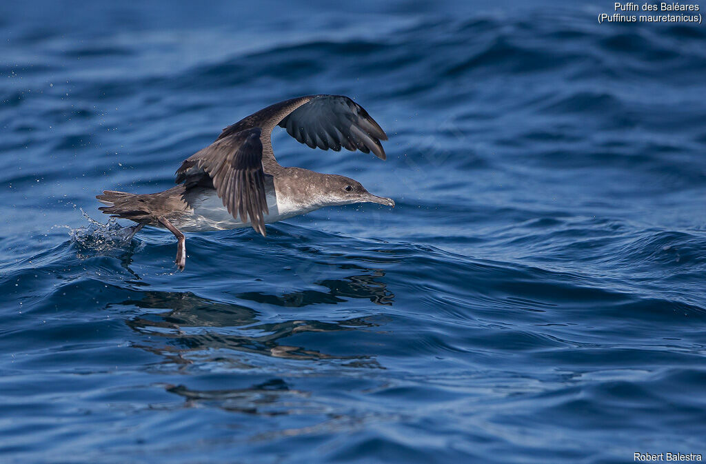 Puffin des Baléares