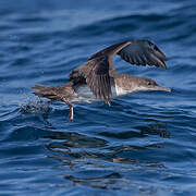 Balearic Shearwater