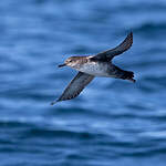 Puffin des Baléares