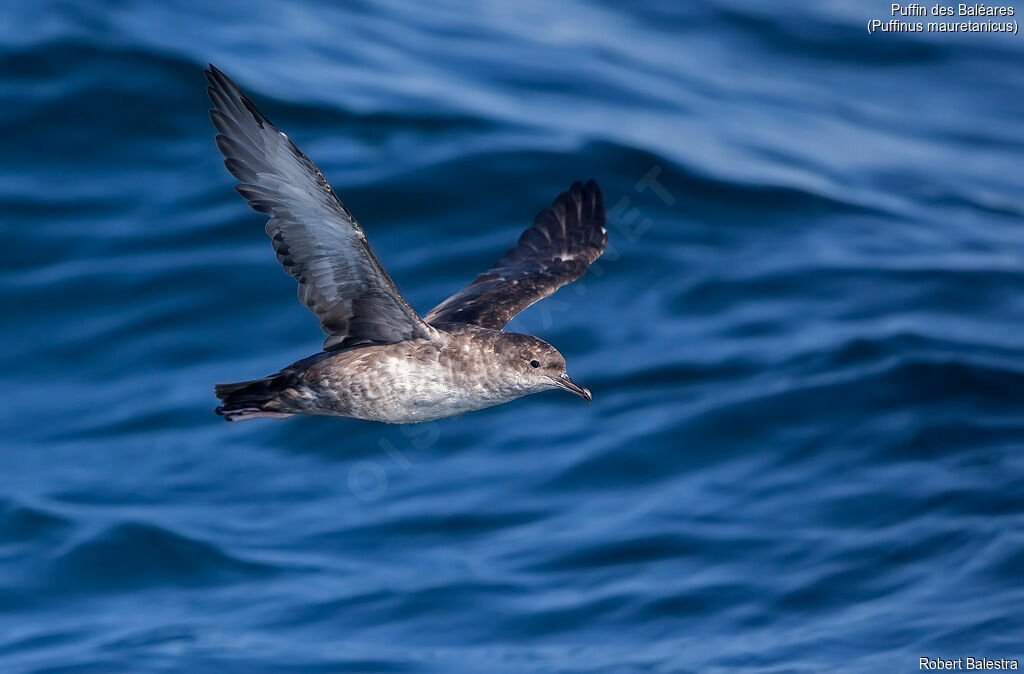 Balearic Shearwater