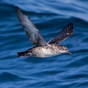 Balearic Shearwater