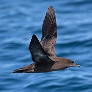 Sooty Shearwater