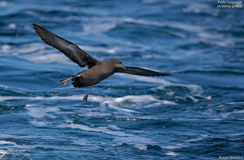 Sooty Shearwater