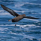 Puffin fuligineux