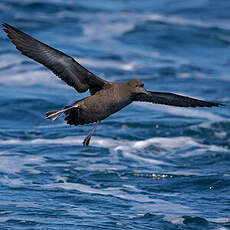 Puffin fuligineux