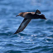 Sooty Shearwater