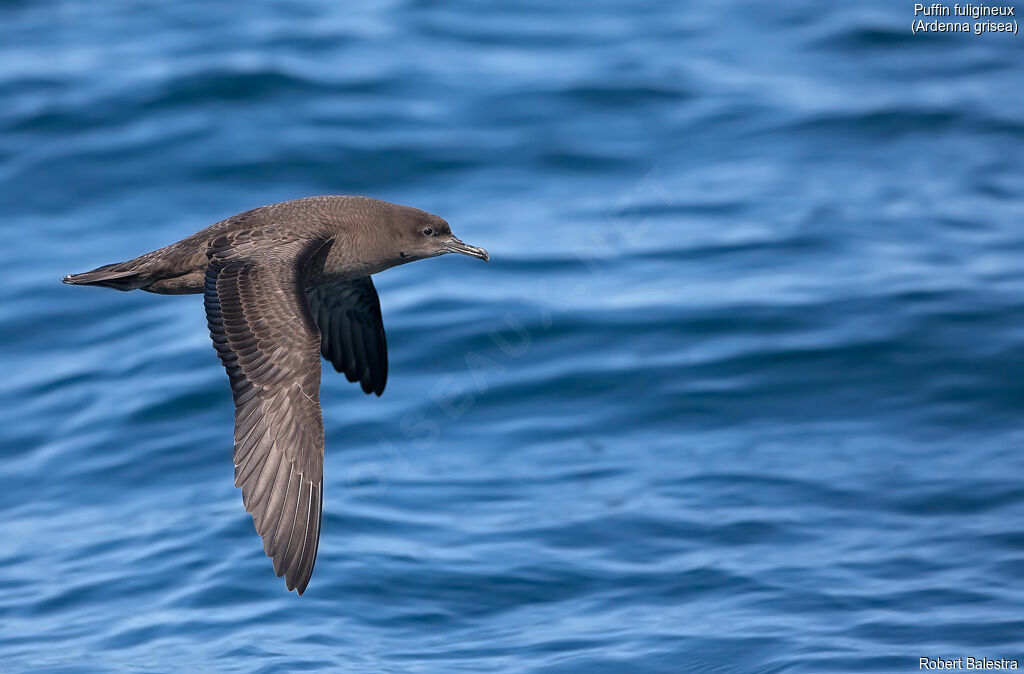 Sooty Shearwater