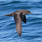 Sooty Shearwater