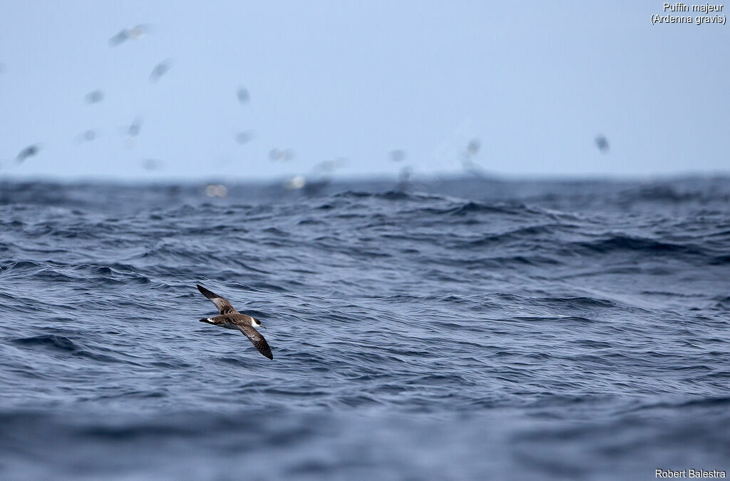 Great Shearwater