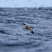 Great Shearwater