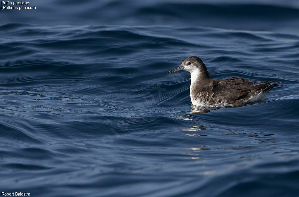 Persian Shearwater