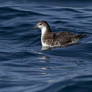 Persian Shearwater