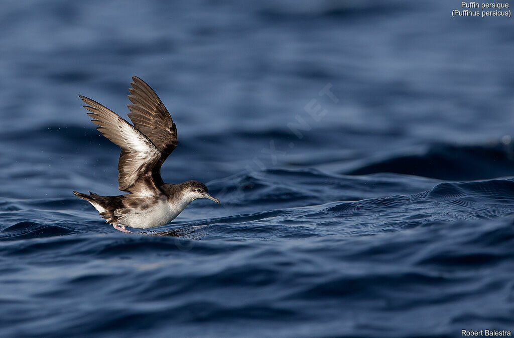 Persian Shearwater