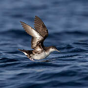 Persian Shearwater