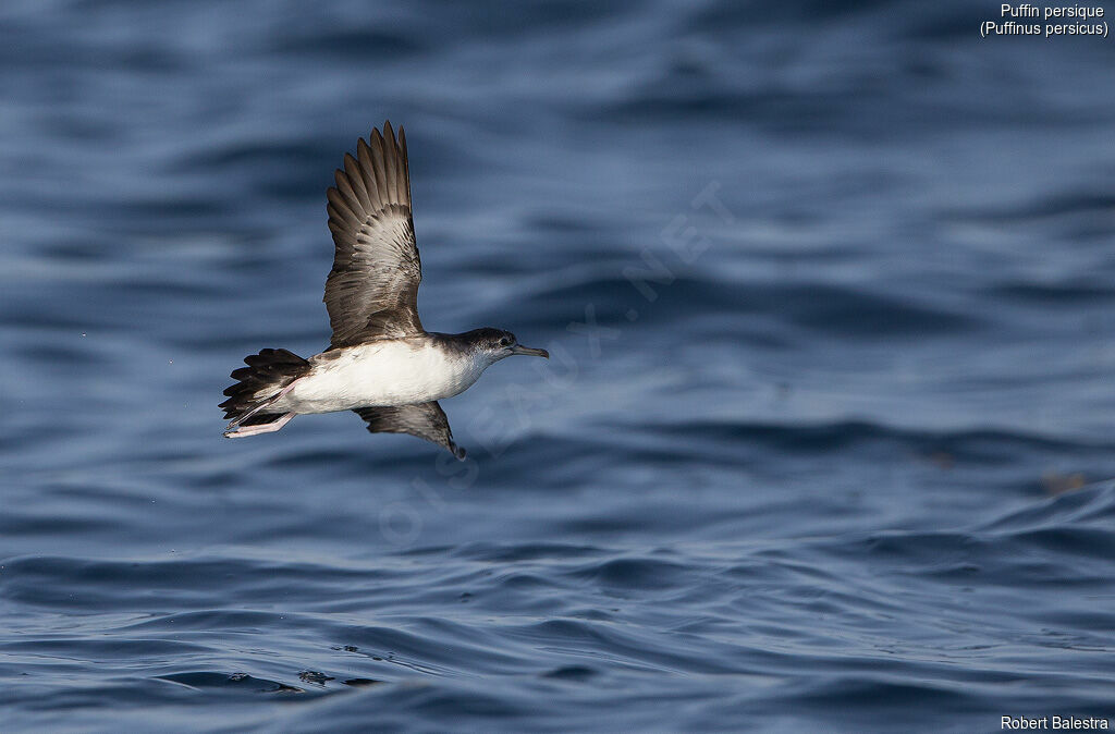 Persian Shearwater