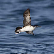 Persian Shearwater