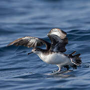 Persian Shearwater