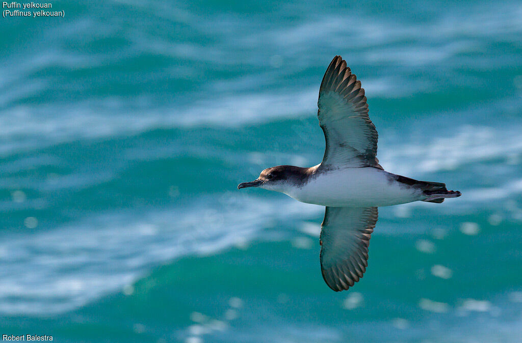 Yelkouan Shearwater