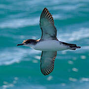 Yelkouan Shearwater