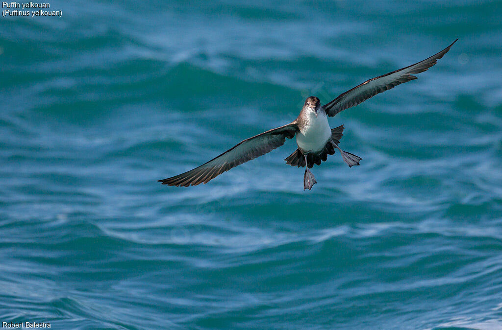 Yelkouan Shearwater