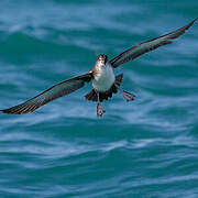 Yelkouan Shearwater