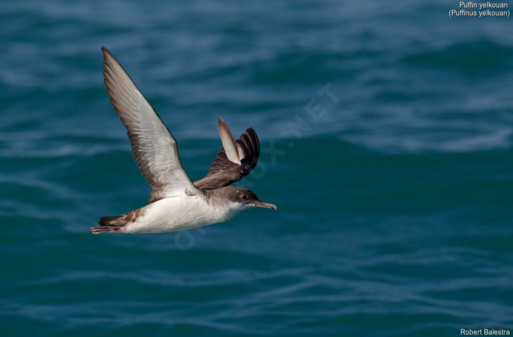 Yelkouan Shearwater