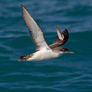 Yelkouan Shearwater