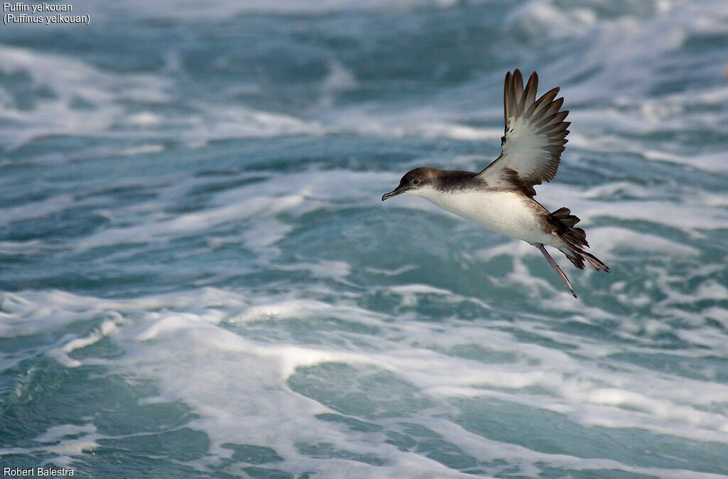 Yelkouan Shearwater