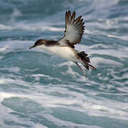 Yelkouan Shearwater