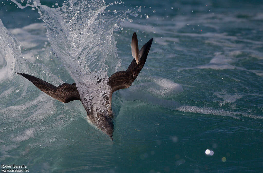 Puffin yelkouanadulte, nage, pêche/chasse