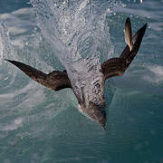 Yelkouan Shearwater