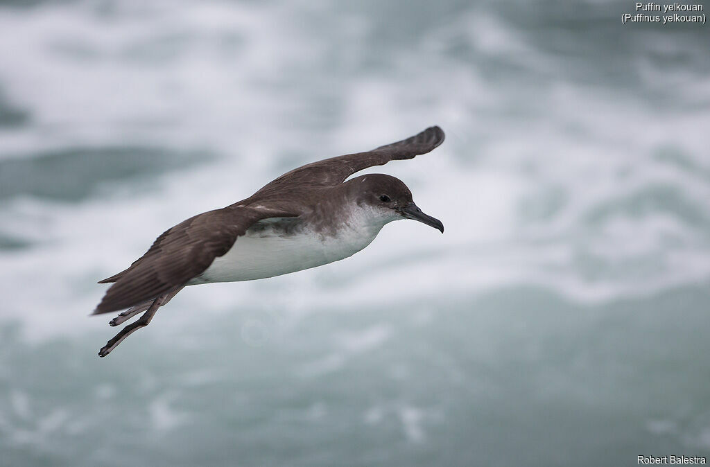 Yelkouan Shearwater