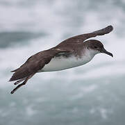 Yelkouan Shearwater