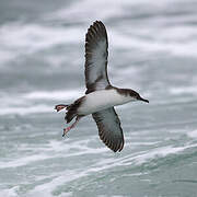 Yelkouan Shearwater