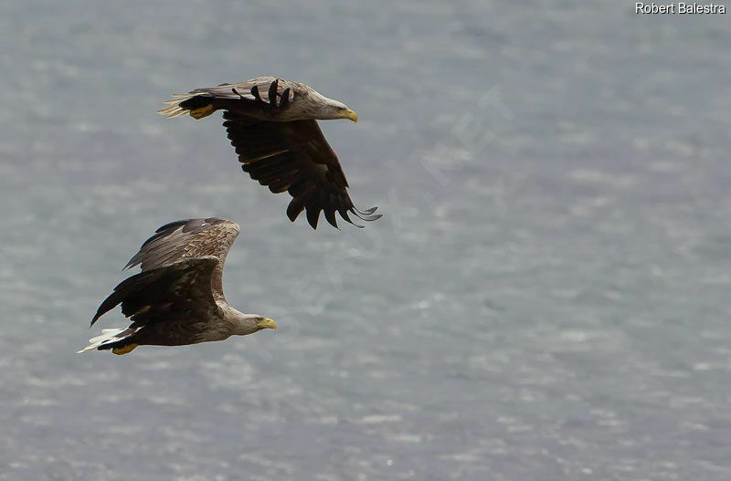 White-tailed Eagle