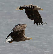 White-tailed Eagle