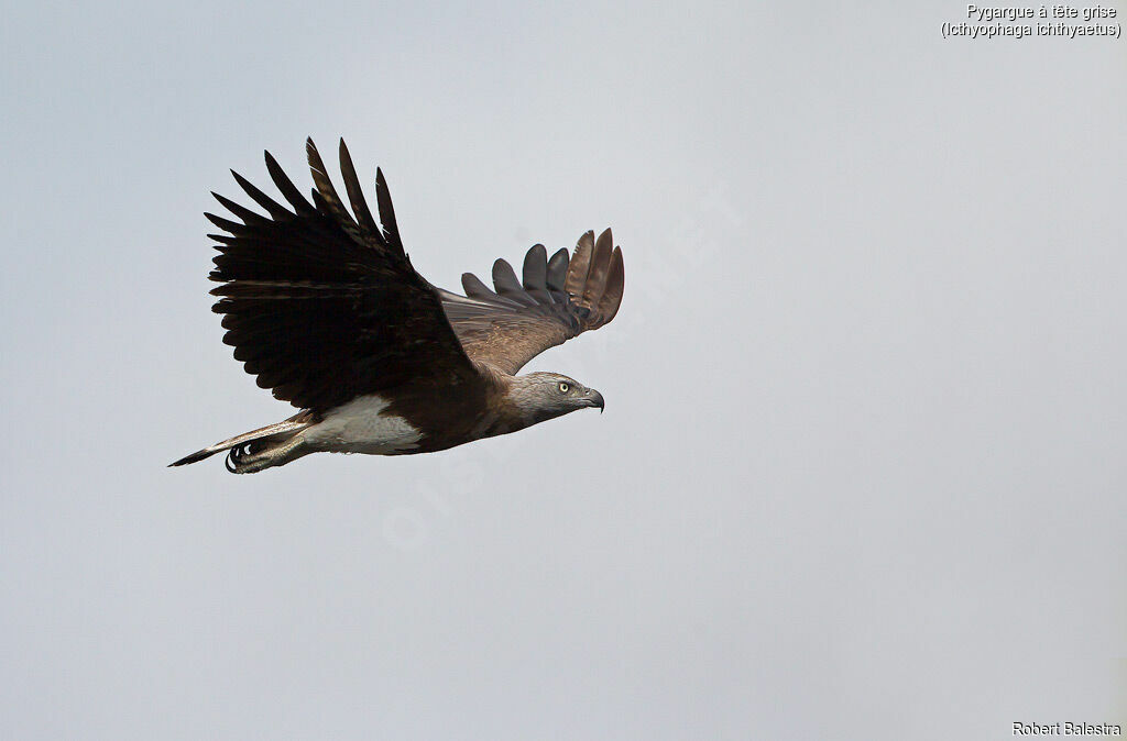 Grey-headed Fish Eagle