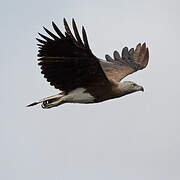 Grey-headed Fish Eagle