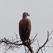 Grey-headed Fish Eagle